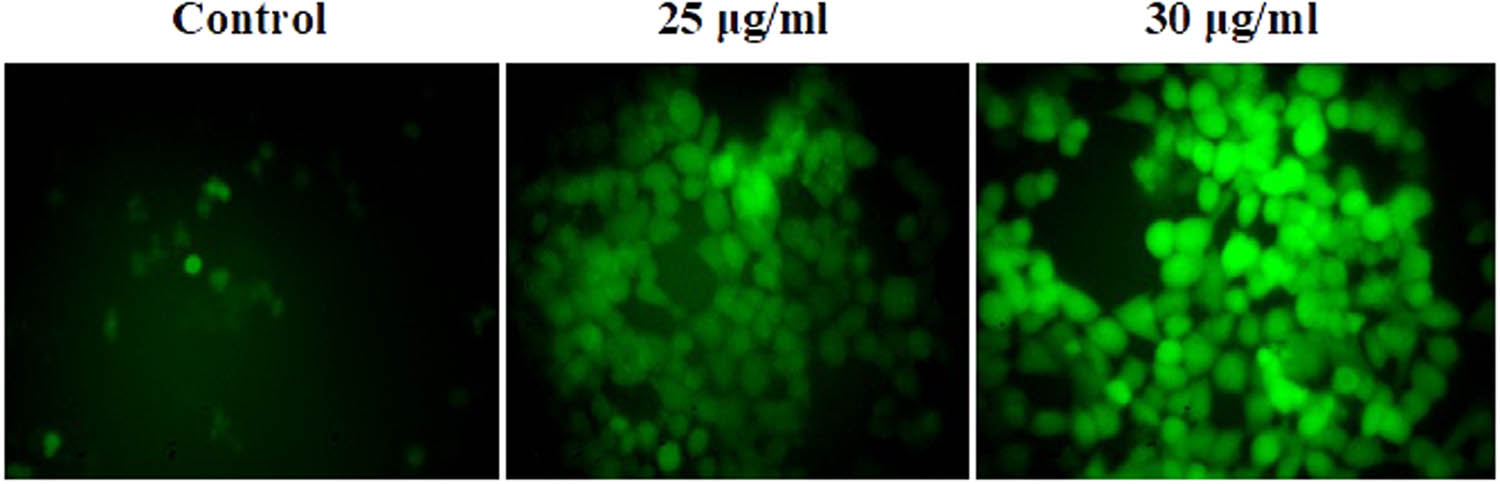 Figure 9 
                  Effect of CuO NPs on the intracellular ROS generation in HCT-116 cells.
               