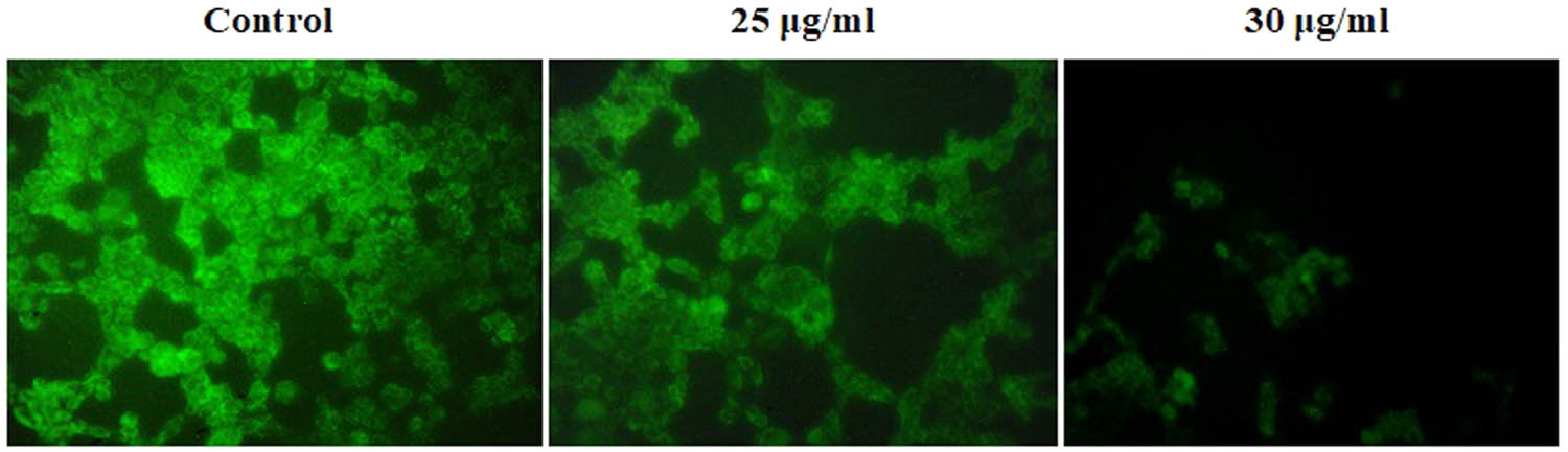 Figure 10 
                  Effects of CuO NPs on MMP in HCT-116 cells.
               