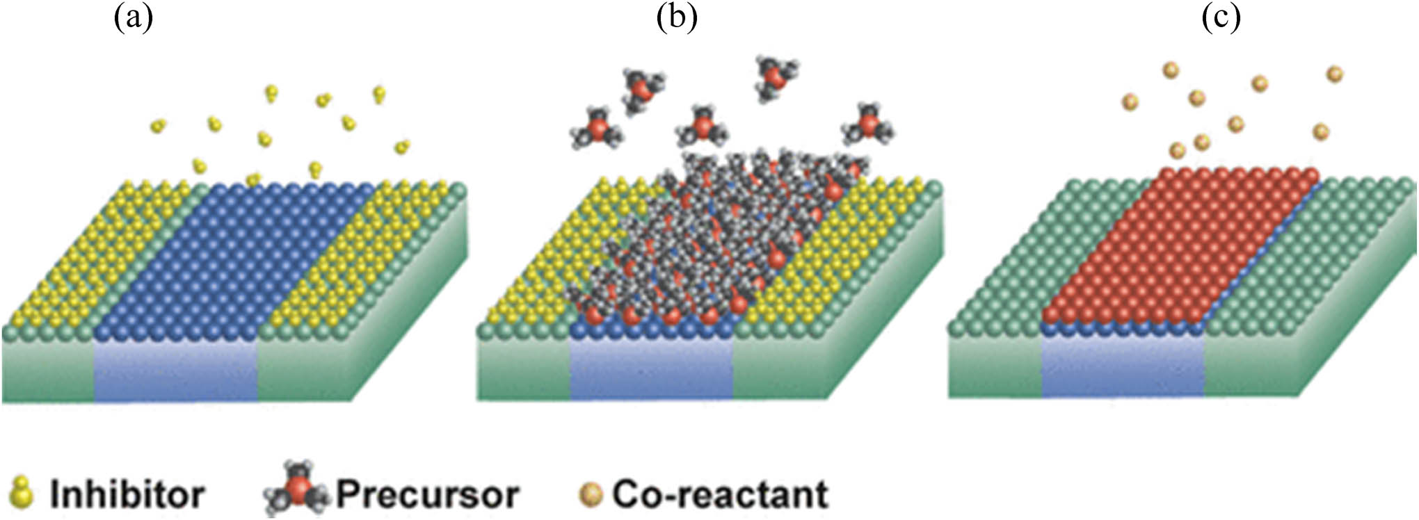 Figure 4 
                        The ABC-type atomic layer deposition technique for ASLAD employing small inhibitor molecules. (a) Absorption of inhibitor molecules unto the non-growth region. (b) The inhibitor molecules impede the precursor molecules’ adsorption on the non-growing region. (c) The co-reactant gets rid of the precursor ligands and the inhibitor molecules from the system.
                     