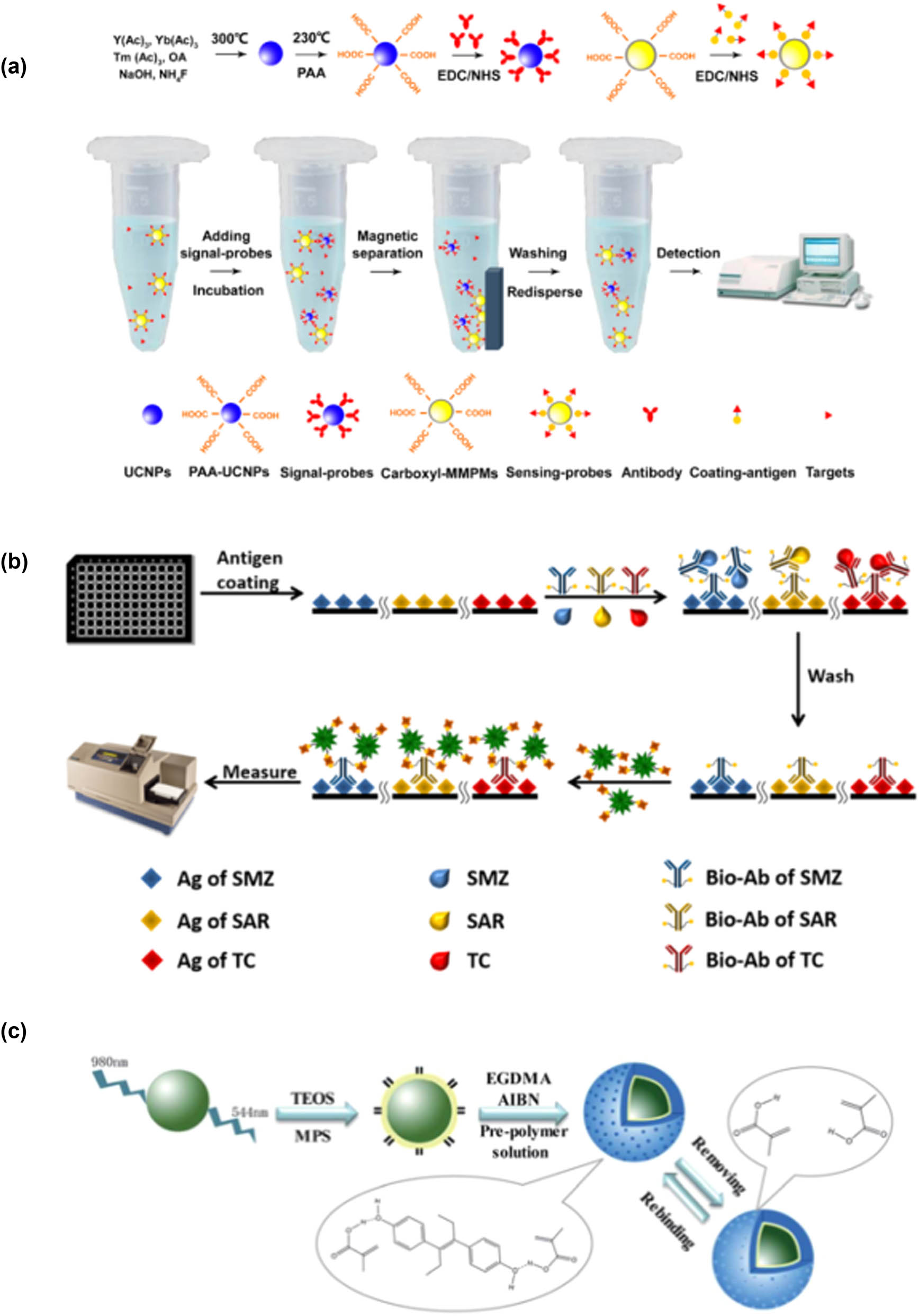 Figure 5 
                  Schematic diagram of upconversion nanotechnology applied in the detection of antibiotics and hormones; (a) schematic diagram of detection principle of Sulfaquinoxaline (SQ) [130]; (b) schematic diagram of avidin biotin complex immunosorbent assay for detection of three antibiotics based on controllable assembly of UCNPs [131]; (c) schematic diagram of MIP-coated UCNPs preparation procedure [135].
               