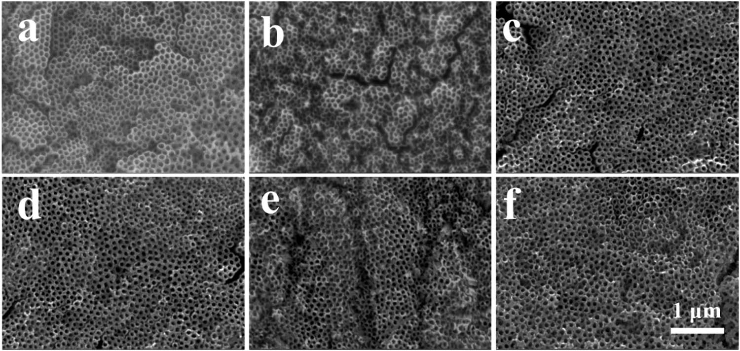 Figure 1 
                  Surface morphologies of (a) TNT, (b) TNTA, (c) TNTA–Dopa, (d) TNTA–Dopa–Cu–Sr0.5, (e) TNTA–Dopa–Cu–Sr1, and (f) TNTA–Dopa–Cu–Sr2.
               