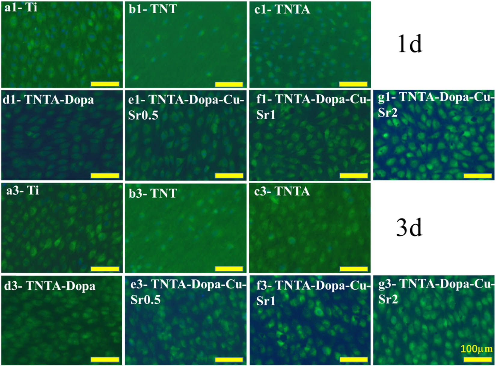 Figure 7 
                  The fluorescent images of the endothelial cells adhered to the different samples.
               