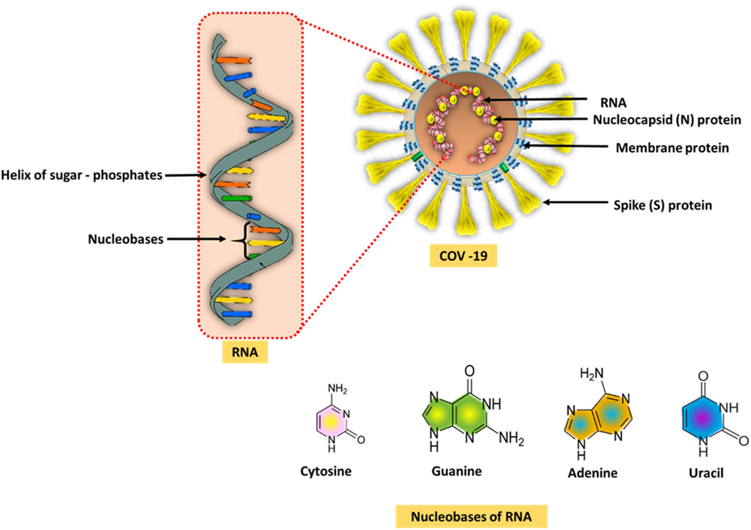 Figure 2 
                  COVID-19 RNA structure [16].
               