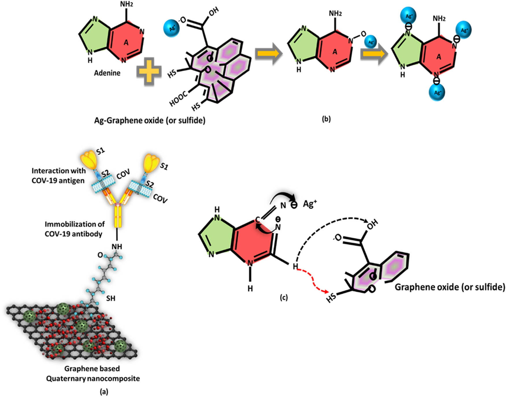 Figure 4 
                  (a) Schematic presentation of the COVD-19 viral antigen binding with graphene nanocomposite sensor with coordination with antibody, (b) proposed binding mechanism, and (c) adenine ring opening by silver nanoparticles on the graphene surface.
               