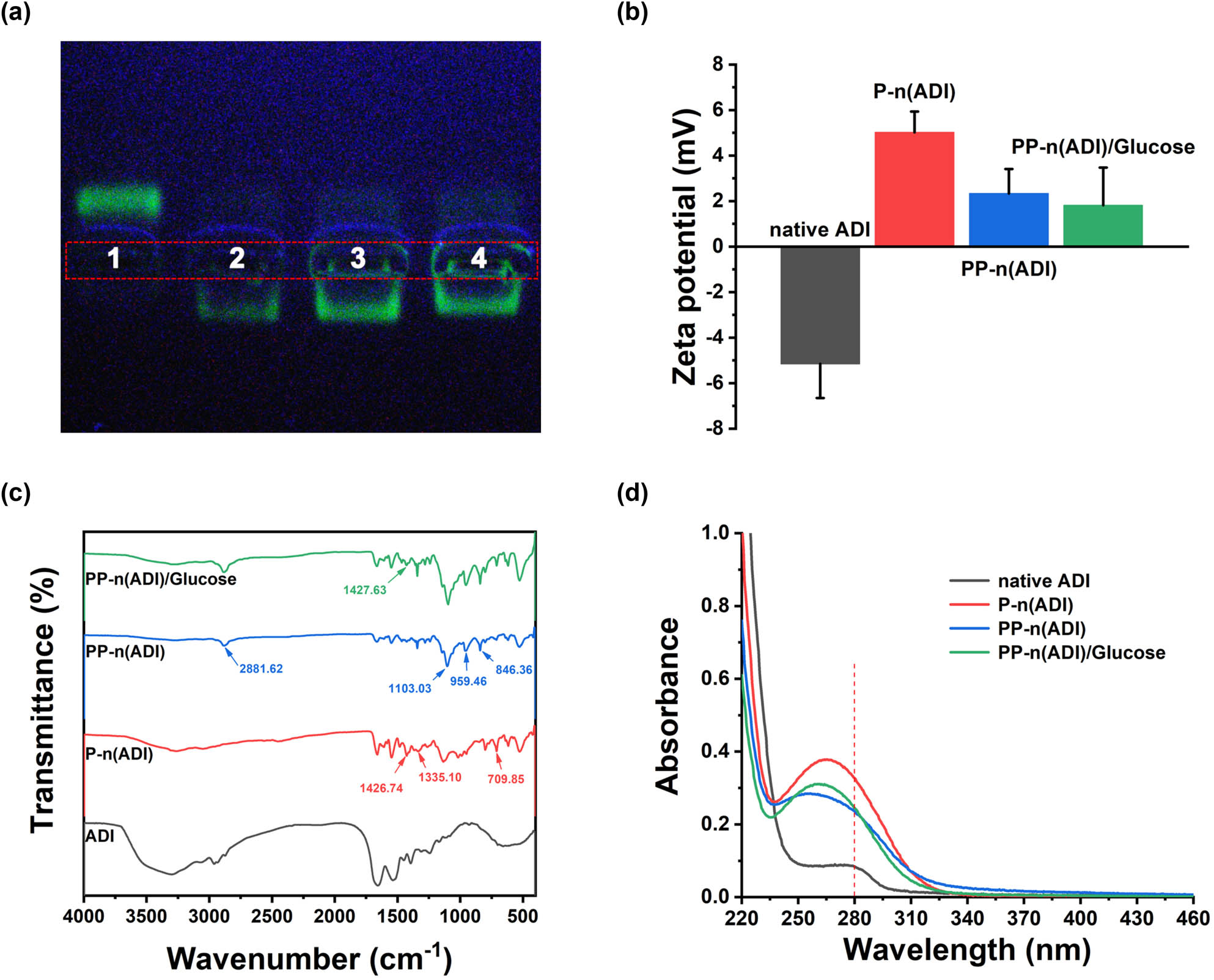 Figure 2 
               (a) Native ADI (1), P-n(ADI) (2), PP-n(ADI) (3), and PP-n(ADI)/Glucose (4) were analyzed by agarose gel electrophoresis. (b) Zeta potential of corresponding samples. (c) FT-IR spectra of corresponding samples. (d) The UV-visible spectrum of corresponding samples.
            