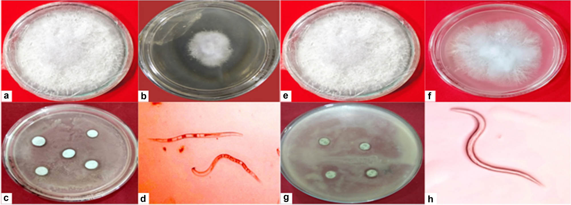 Figure 1
(a and e) P. vexans growth on PDA medium. (b) P. vexans growth on PDA medium with 0.20 mg/mL suspension of SiO2-NPs. (f) P. vexans growth on PDA medium with 0.20 mg/mL solution of TiO2-NPs. (c) Inhibition zone present around a paper disk dipped in 0.20 mg/mL suspension of SiO2-NPs inoculated with R. solanacearum. (g) Inhibition zone formed around a paper disk dipped in 0.20 mg/mL suspension of TiO2-NPs. (d) Treated J2 of M. incognita with 0.20 mg/mL suspension of SiO2-NPs for 24 h. (h) Treated J2 of M. incognita with 0.20 mg/mL TiO2-NPs suspension for 24 h.