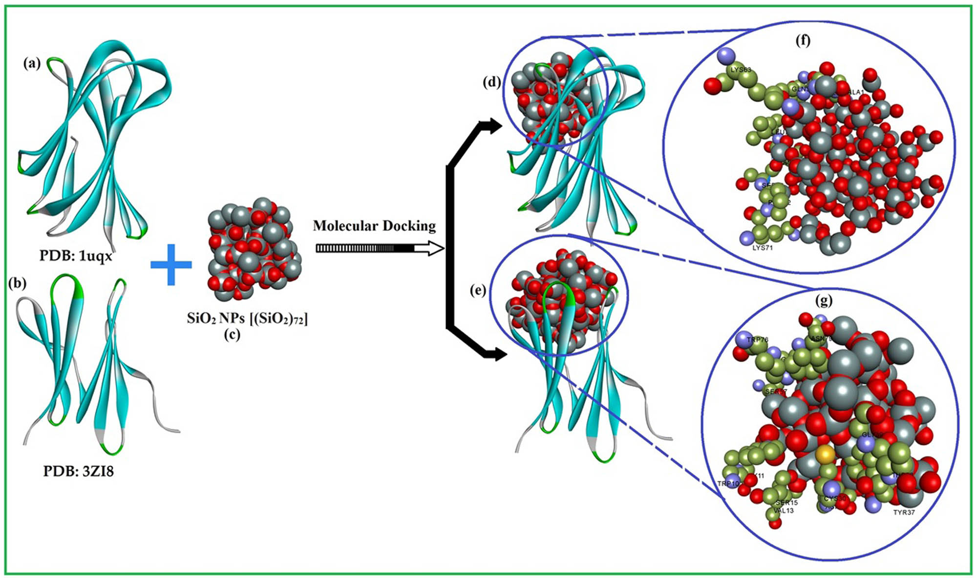 Figure 6
Molecular docking study of NPs (c) against two receptors (a) PDB: 1uqx and (b) PDB: 3zib of R. solanacearum, (d and e) demonstrating active sites around NPs and (f and g) different non-bonding amino acid interactions with NPs.