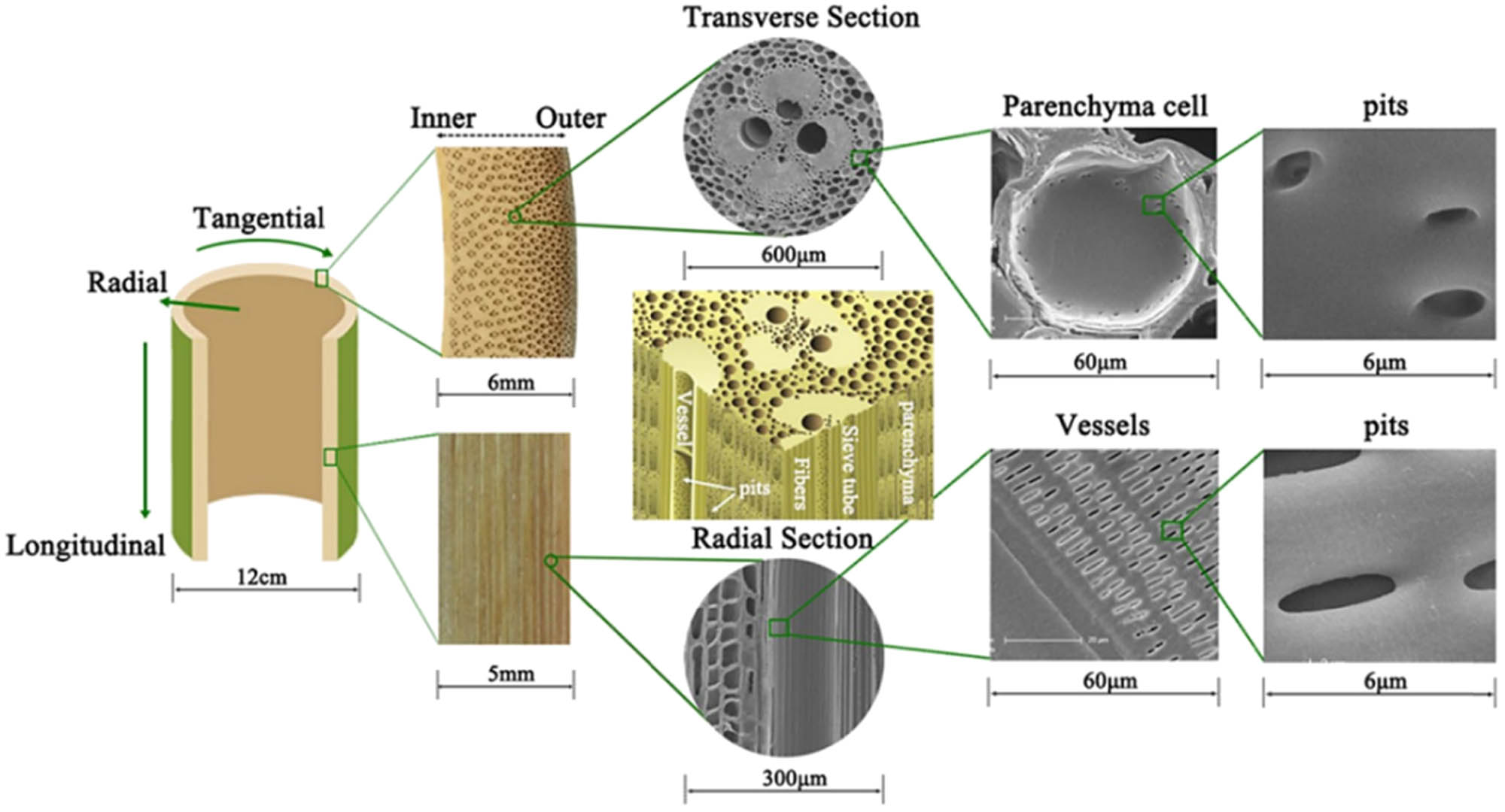 Figure 1 
                  Schematics of the heterogeneous structure of bamboo [68].
               