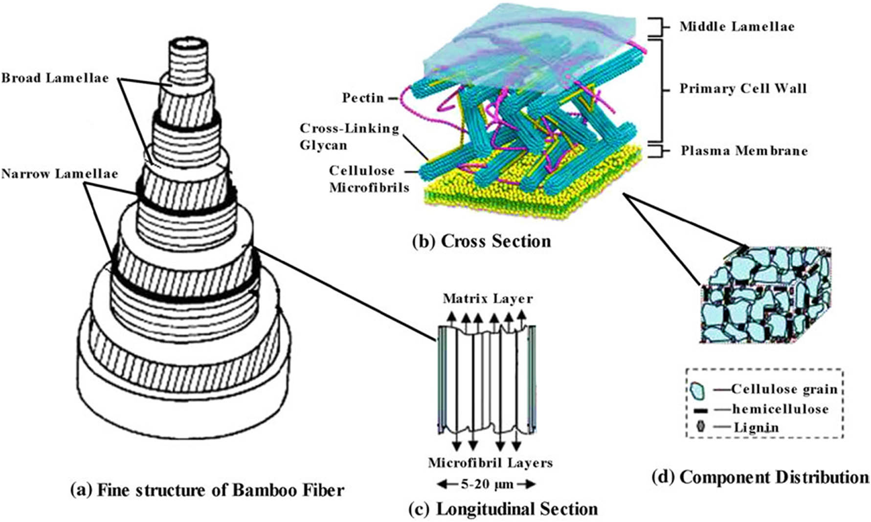 Figure 3 
                  (a) Model of the structure of a bamboo cell wall [74], (b) the middle lamella is the outer-most layer, followed by the primary wall [74], (c) the short tiny fibers [74], (d) nanoscopic scale cellulose grains with orientation and other components [74]. (Reprinted from Parameswaran and Liese [72,73] by Liu et al. [74]).
               