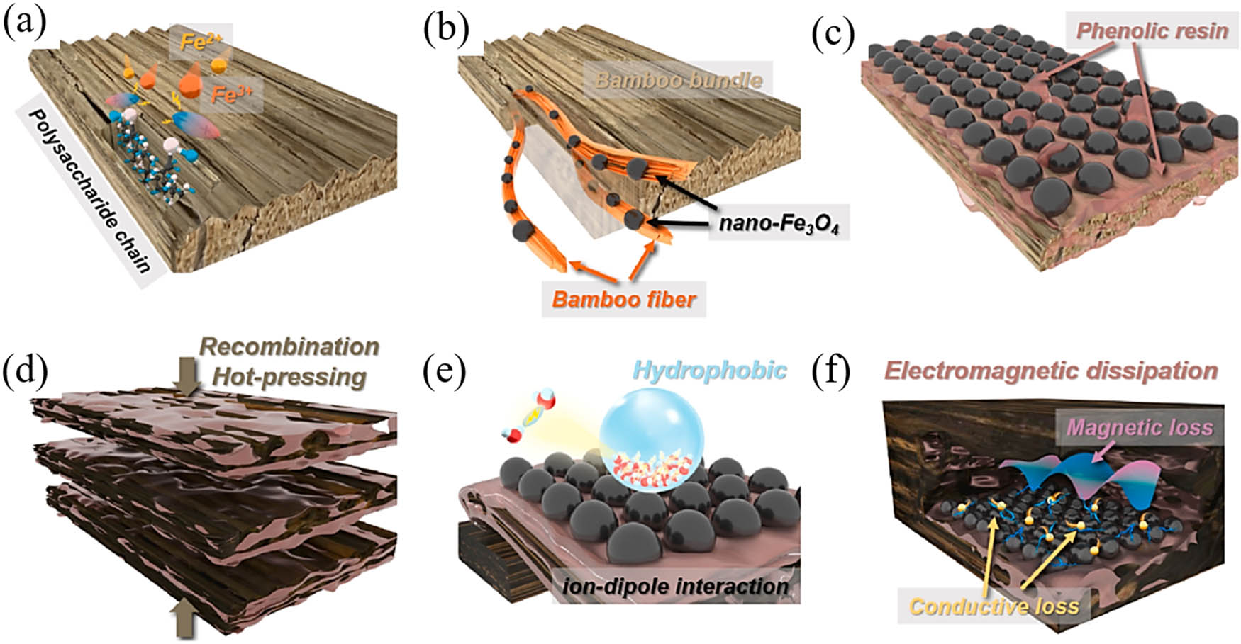 Figure 5 
                     Schematic diagrams for (a) iron ions-impregnating bamboo bundle [100], (b) nano-Fe3O4 modified bamboo bundle [100], (c) phenolic resin-impregnating bamboo bundle [100], (d) recombination and hot-pressing treatment [100], (e) hydrophobic behavior [100], and (f) electromagnetic dissipation performance of nano-Fe3O4/bamboo bundles/phenolic resin oriented recombination ternary composite penal [100].
                  