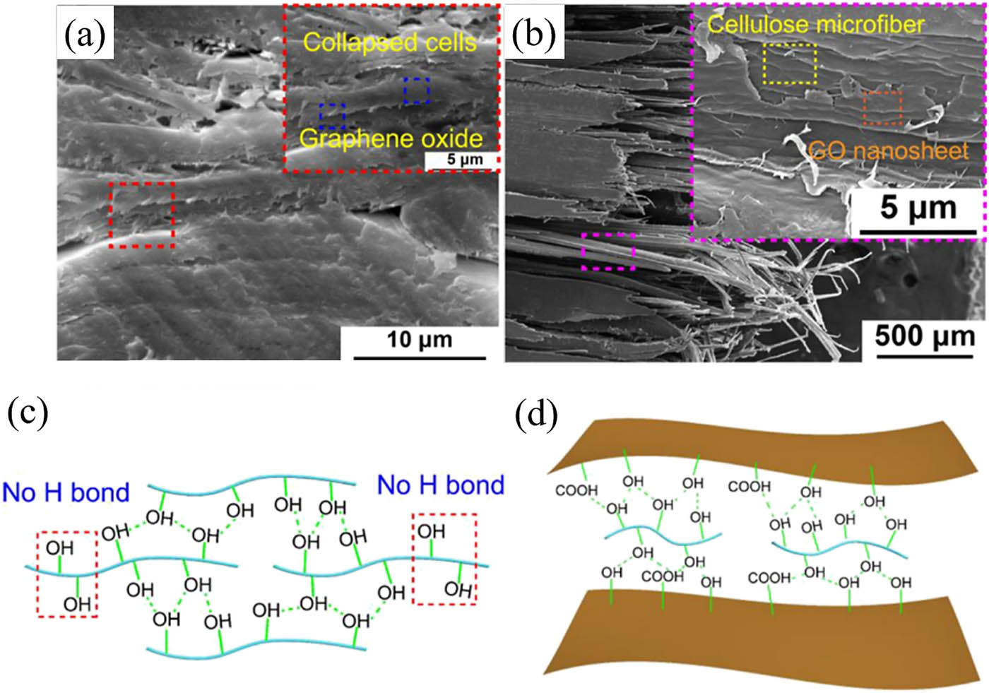 Figure 6 
                     (a) Cross section of GO/bamboo [138], (b) fracture surface of GO/bamboo [138], (c) the hydrogen bonding in densified delignified-bamboo [138], and (d) GO/bamboo composite [138].
                  