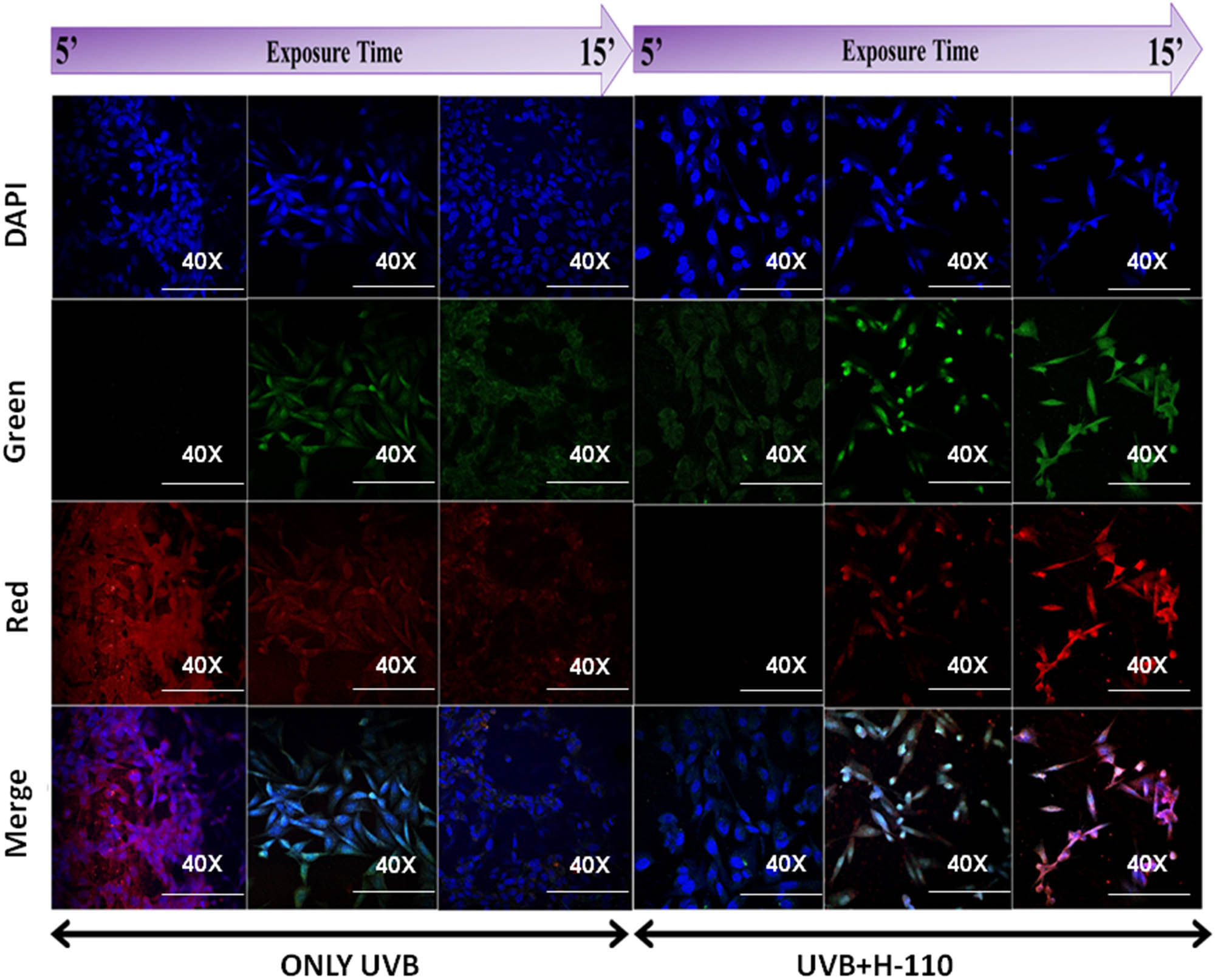 Figure 9 
                     Protective role of H-110 from UVB-induced cytological damage primary skin cell culture by confocal bioimaging, time-dependent experimental settings (5–15 min).
                  