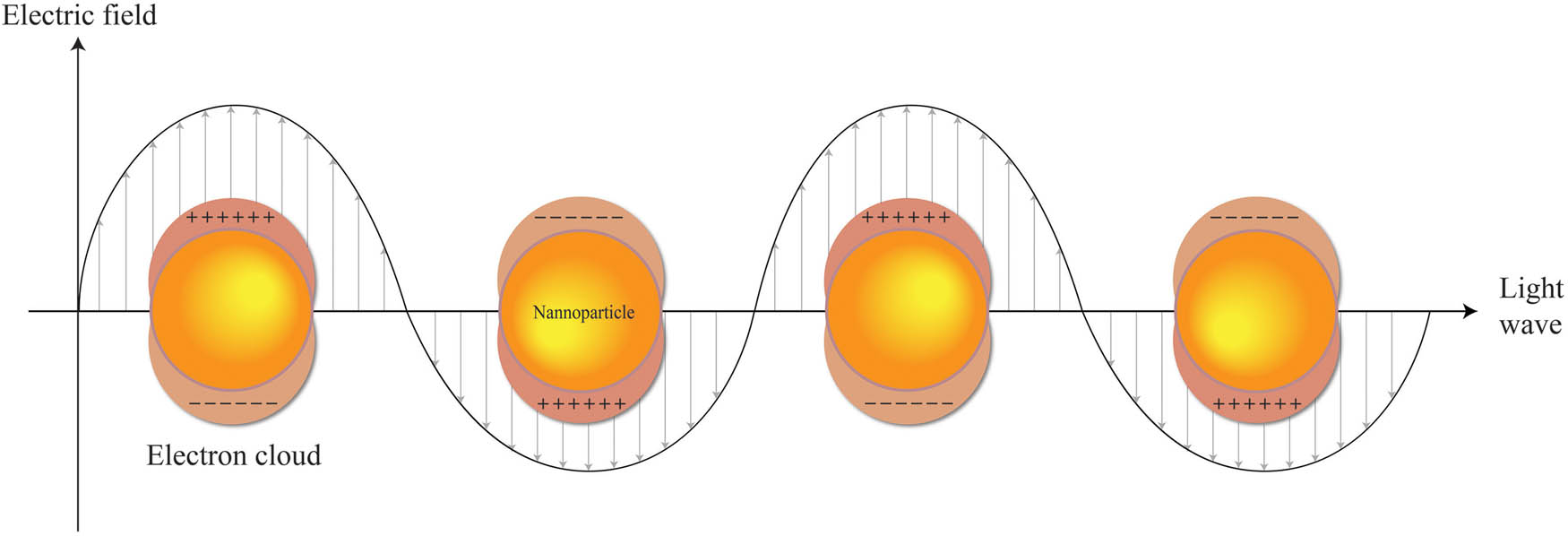Figure 7 
               Schematic of LSPR where incident light caused the free conduction electrons in the metal NPs to collective oscillation.
            