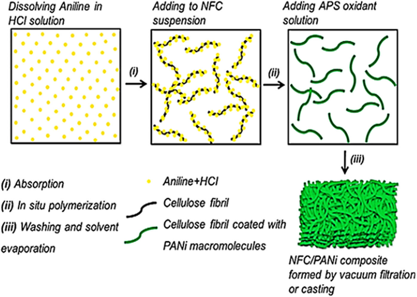 Figure 5 
                  Schematic of the in-situ polymerization process used for fabricating NFC/PANi composite paper. Reproduced from ref. [107]. Copyright 2012, Elsevier Science Ltd.
               