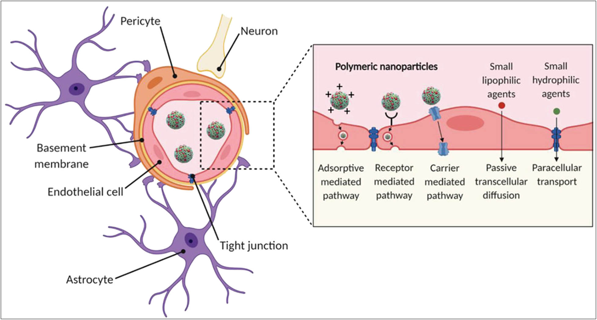 Figure 3 
                  Schematic depicting the methods of transport of polymeric nanoparticles across the endothelium and tight junctions of the brain via carrier-mediated, receptor-mediated, and adsorptive-mediated pathways [42]. Reproduced with permission from ref. [42], 2021 © Creative Commons CC BY 4.0.
               