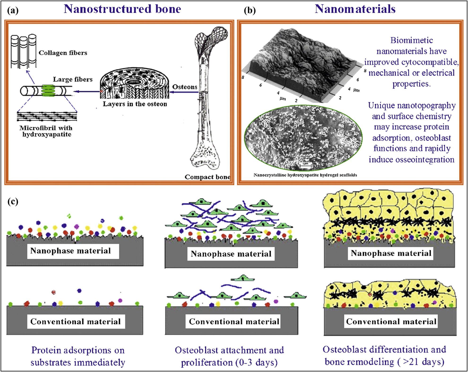 Figure 6 
                  Schematic depicting the biomimetic advantages of nanobiomaterials. (a) The nanostructured hierarchal self-assembly of bone. (b) Nanophase titanium (top, the atomic force microscopy image) and nanocrystalline HA/HRN hydrogel scaffold (bottom, the SEM image). (c) Schematic illustration of the mechanism by which nanomaterials may be superior to conventional materials for bone regeneration [83]. Reproduced with permission from ref. [83], 2009 © Elsevier.
               