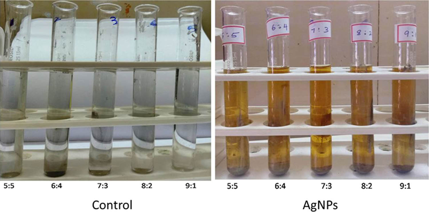 Figure 1 
                  Observations of initial color in the blank solution and the change in color after incubating gallic acid with solutions containing AgNO3 at varying concentrations.
               