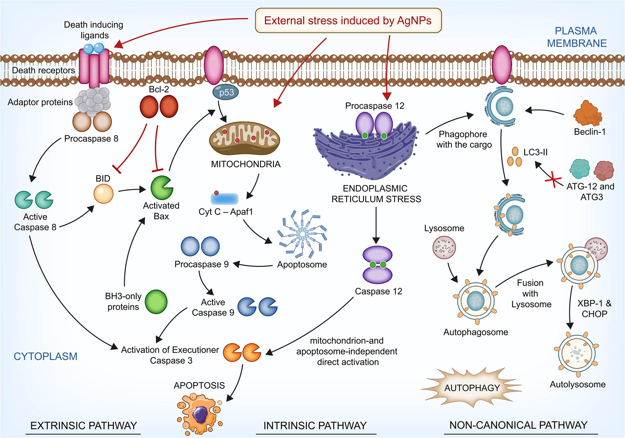 Figure 10 
                  Possible mechanisms for the cytotoxic effect of AgNPs on HT-29 cells.
               