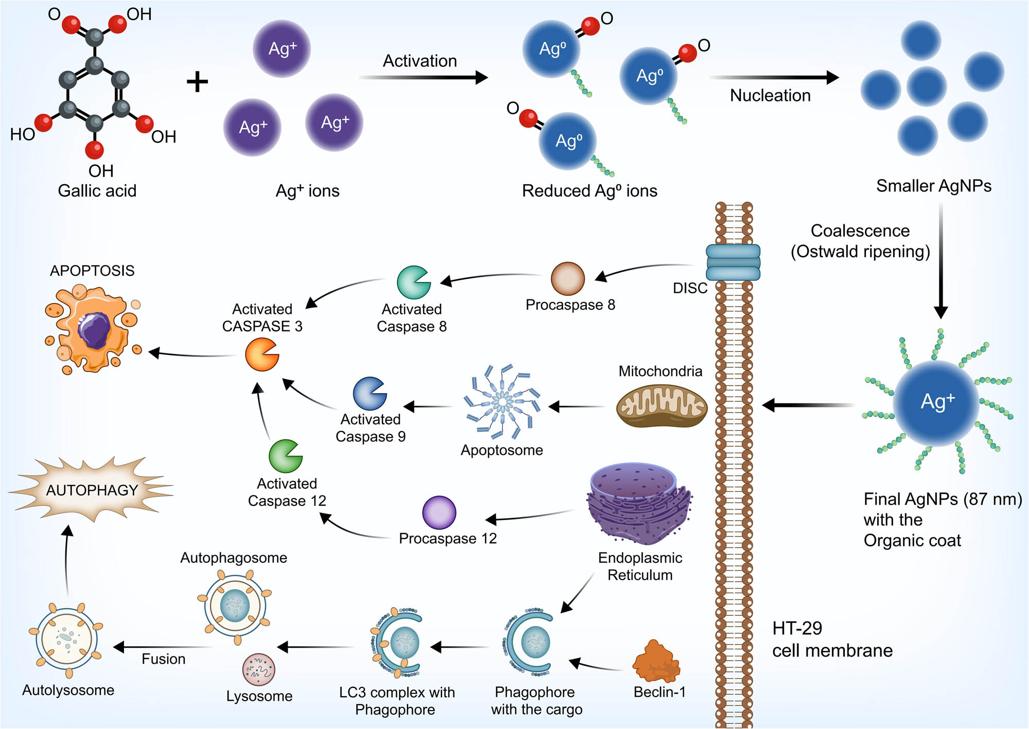 Figure 11 
                  Schematic representation of the mode of synthesis of AgNPs and the cytotoxicity on HT-29 cells.
               