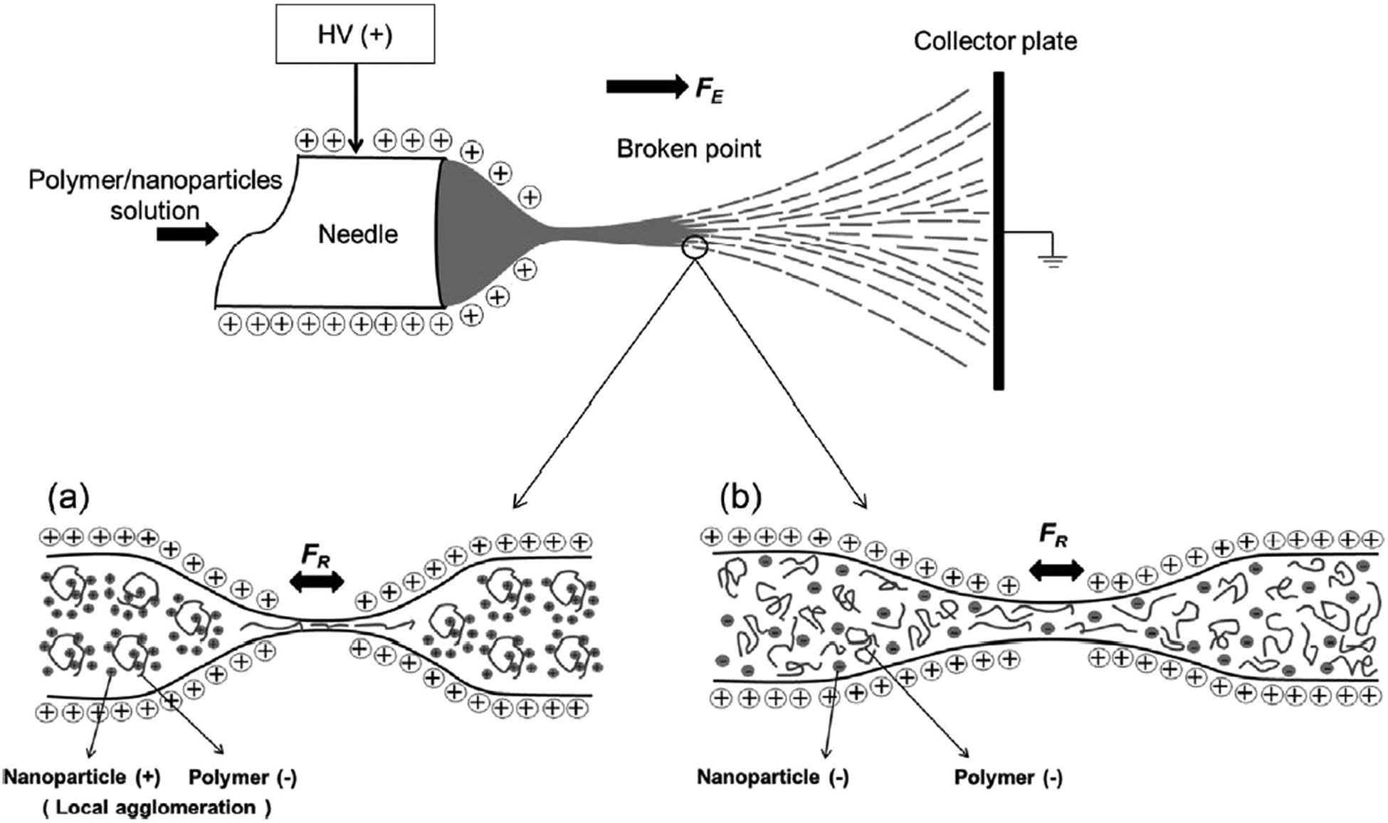 Figure 5 
                  Breakage mechanism and repulsive force generation in polymer jet at (a) pH = 4 and (b) pH = 9 [107]; Copyright 2014, reproduced with permission from Elsevier Ltd.
               