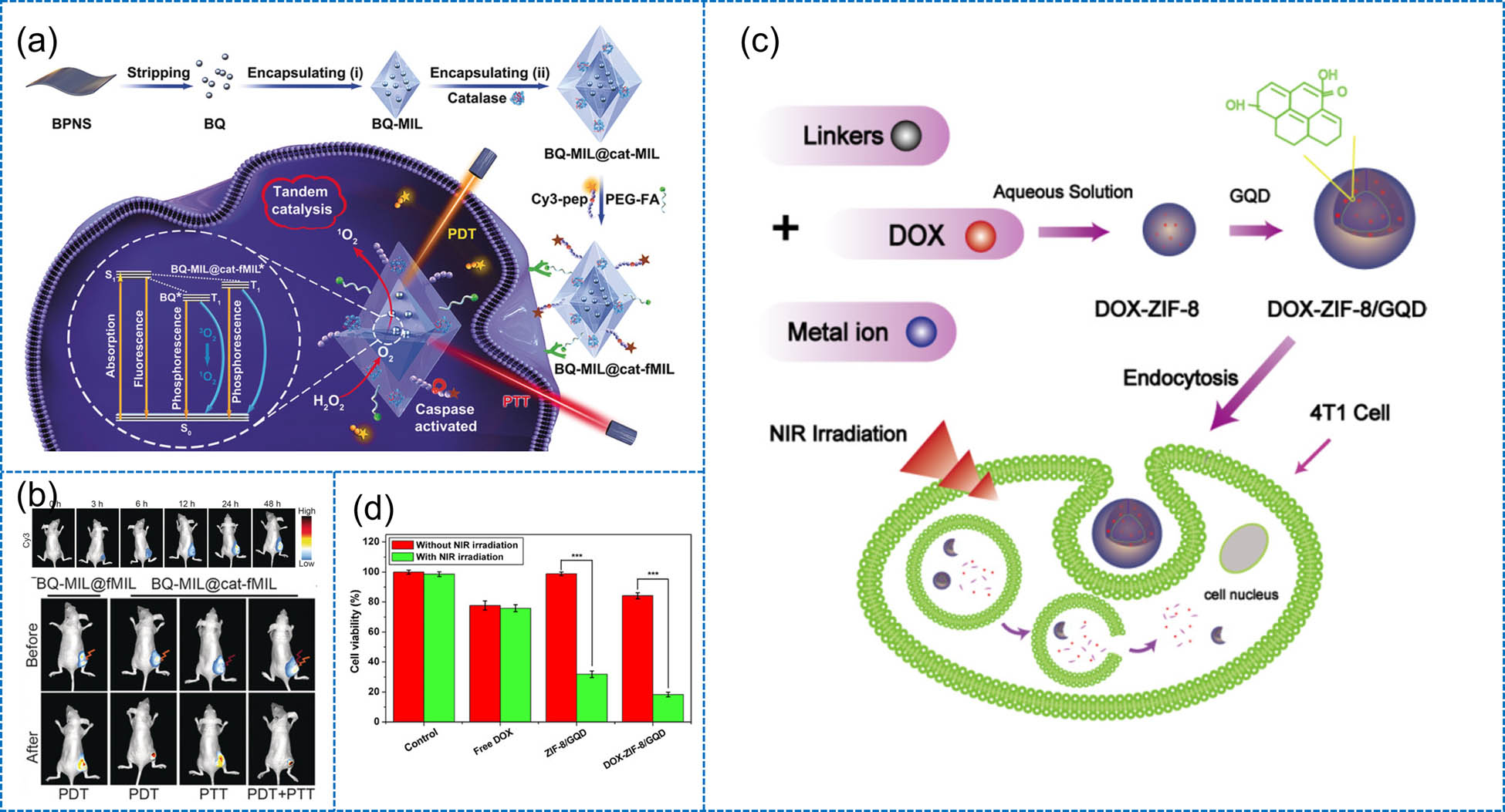 Figure 8 
                     (a) Stepwise construction of BQ-hybridized MOF catalyst and action toward hypoxic tumor cell treatment. (b) After being inoculated with BQ-MIL@cat-fMIL, time-dependent in vivo fluorescence images of a mouse carrying a subcutaneous HeLa tumor and after injection of BQ-MIL@cat-fMIL or BQ-MIL@fMIL in vivo fluorescence imaging evaluated the treatment upshot on mice malignant cells [131]. (c) Schematic representation of the development of ZIF-8/GQDs with the recapitulation of DOX. (d) After 8 h of incubation, cell viability study of 4T1 cells with and without free DOX, ZIF-8/GQD, and DOX-ZIF-8/GQD suspensions and deprived of 3 min NIR radiation [132].
                  