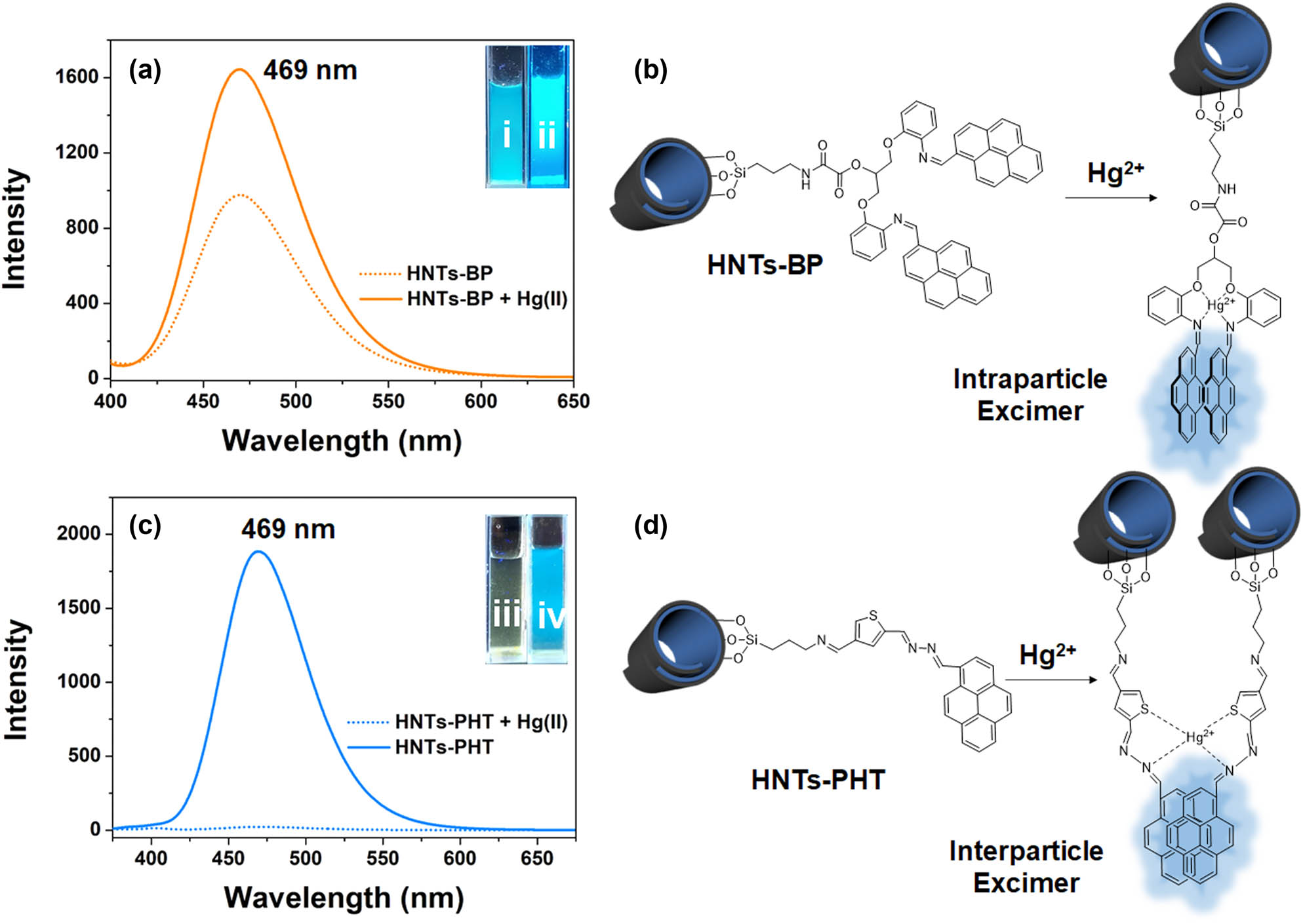 Figure 4 
                  Study on luminescence properties. [(a) Fluorescence emission spectra of HNTs-BP with (iv) or without (iii) the addition of Hg(ii); (b) mechanism of the Hg(ii)-triggered intraparticle excimer in case of HNTs-BP; (c) fluorescence emission spectra of HNTs-PHT with (ii) or without (i) the addition of Hg(ii); and (d) mechanism of the Hg(ii)-triggered interparticle excimer in case of HNTs-PHT].
               