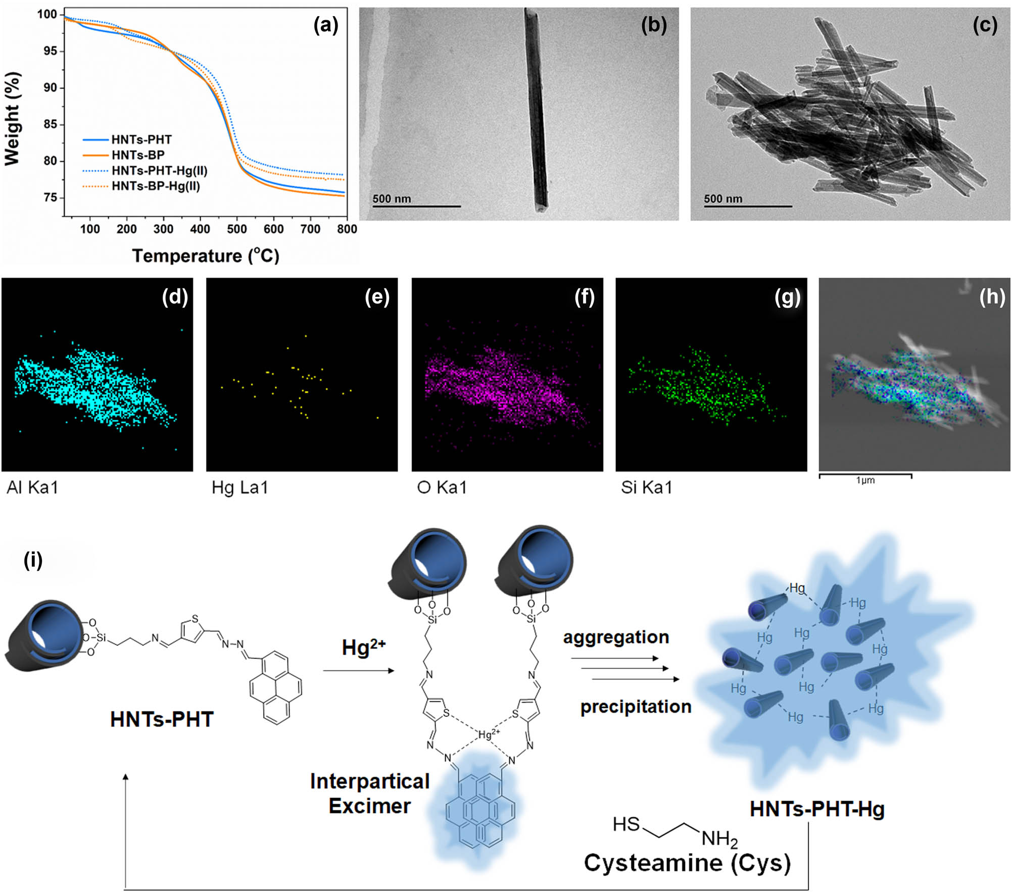 Figure 6 
                  Absorption studies. [(a) TGA curves of HNTs-PHT, HNTs-BP, HNTs-PHT-Hg(ii) and HNTs-BP-Hg(ii); (b) TEM image of HNTs-PHT; (c) TEM image of HNTs-PHT-Hg(ii); (d) EDS mapping of Al; (e) EDS mapping of Hg; (f) EDS mapping of O; (g) EDS mapping of Si; (h) mixture of the above-mentioned elements; and (i) aggregation and recycling mechanism for as-obtained HNTs-PHT-Hg(ii).
               