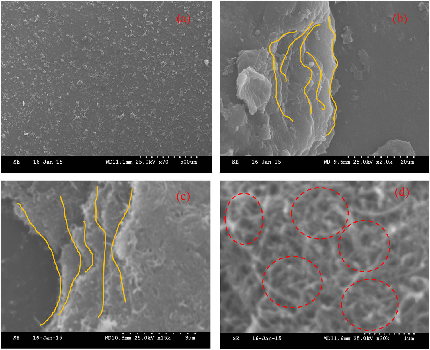 Figure 4 
                  SEM images of self-assembled nine-double-layer CNTFS: (a) ×70, (b) ×2.0 k, (c) ×15 k, and (d) × 30 k (yellow line – assembled layer interface; dashed red circle – CNT distribution network).
               