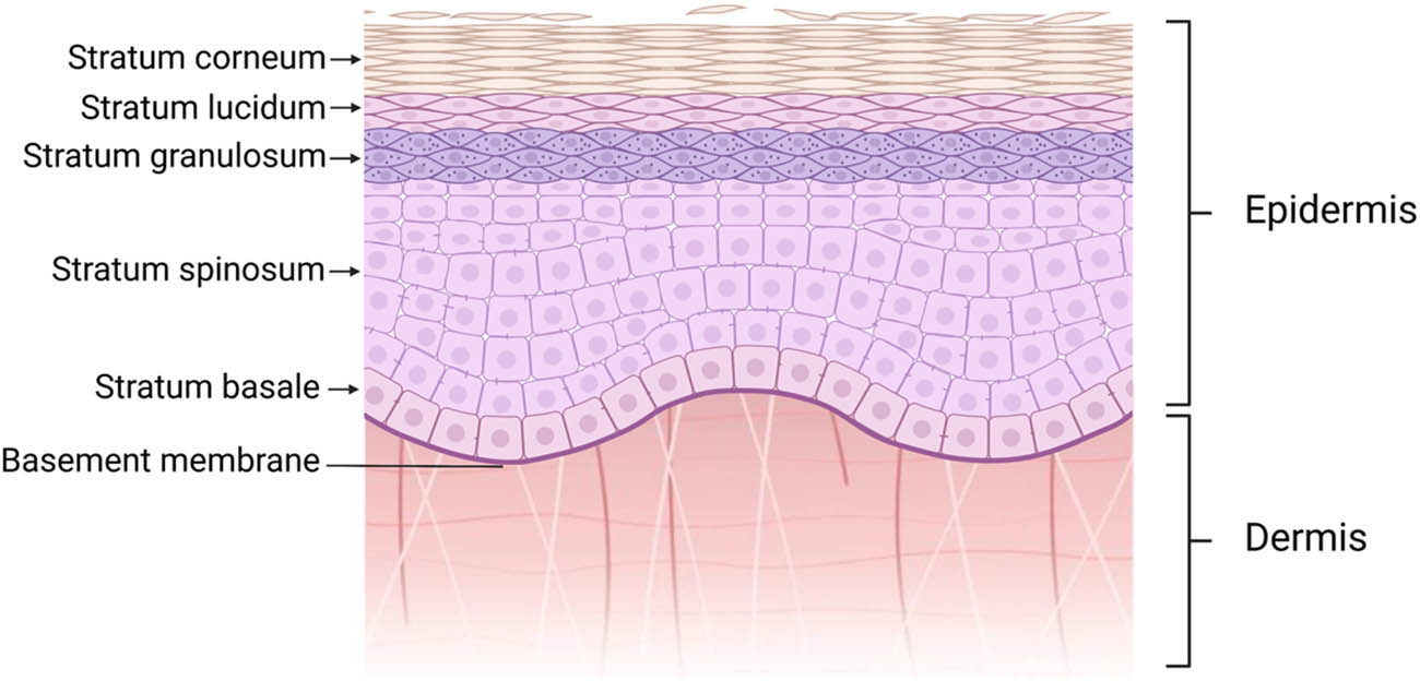 Figure 1 
                  Normal structure of skin. Normal skin tissue consists of the epidermis and dermis. The epidermis is divided into a corneous layer, transparent layer, granular layer, spinous layer, and basal layer from outside to inside.
               