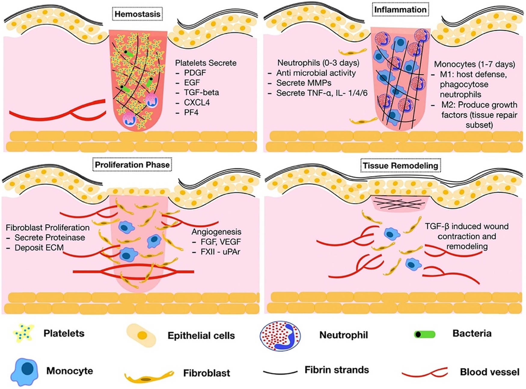 Figure 2 
                  The stages of wound repair and their major cellular components [28]. The process of skin wound healing can be divided into four continuous stages, namely, hemostasis, inflammation, proliferation, and remodeling.
               