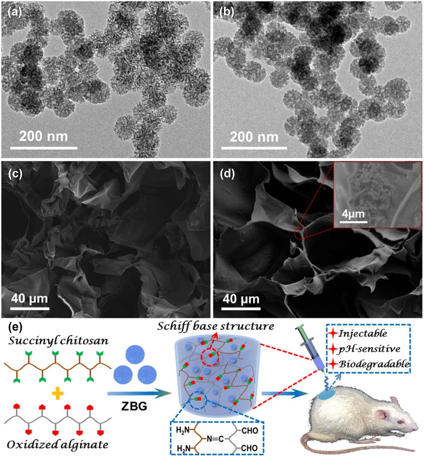 Figure 5 
                  (a and b) TEM image for BG and ZBG. SEM images of (c) Gel and (d) Gel–ZBG composite hydrogels. (e) Schematic representation of the composite hydrogels as wound dressing for wound closure of SD rats [128].
               