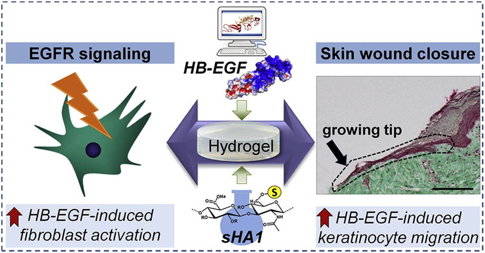 Figure 6 
                  Schematic diagram of HE-EGF-combined hyaluronan/collagen hydrogels as wound dressings for wound healing [143].
               