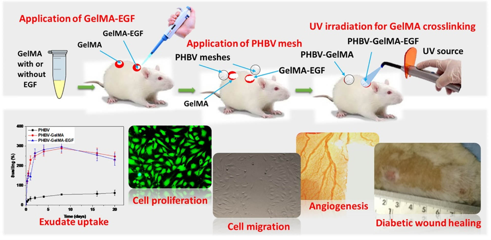 Figure 8 
                  Schematic diagram of growth factor-loaded in situ photocrosslinkable poly(3-hydroxybutyrate-co-3-hydroxyvalerate)/gelatin methacryloyl hybrid patch for diabetic wound healing [159].
               