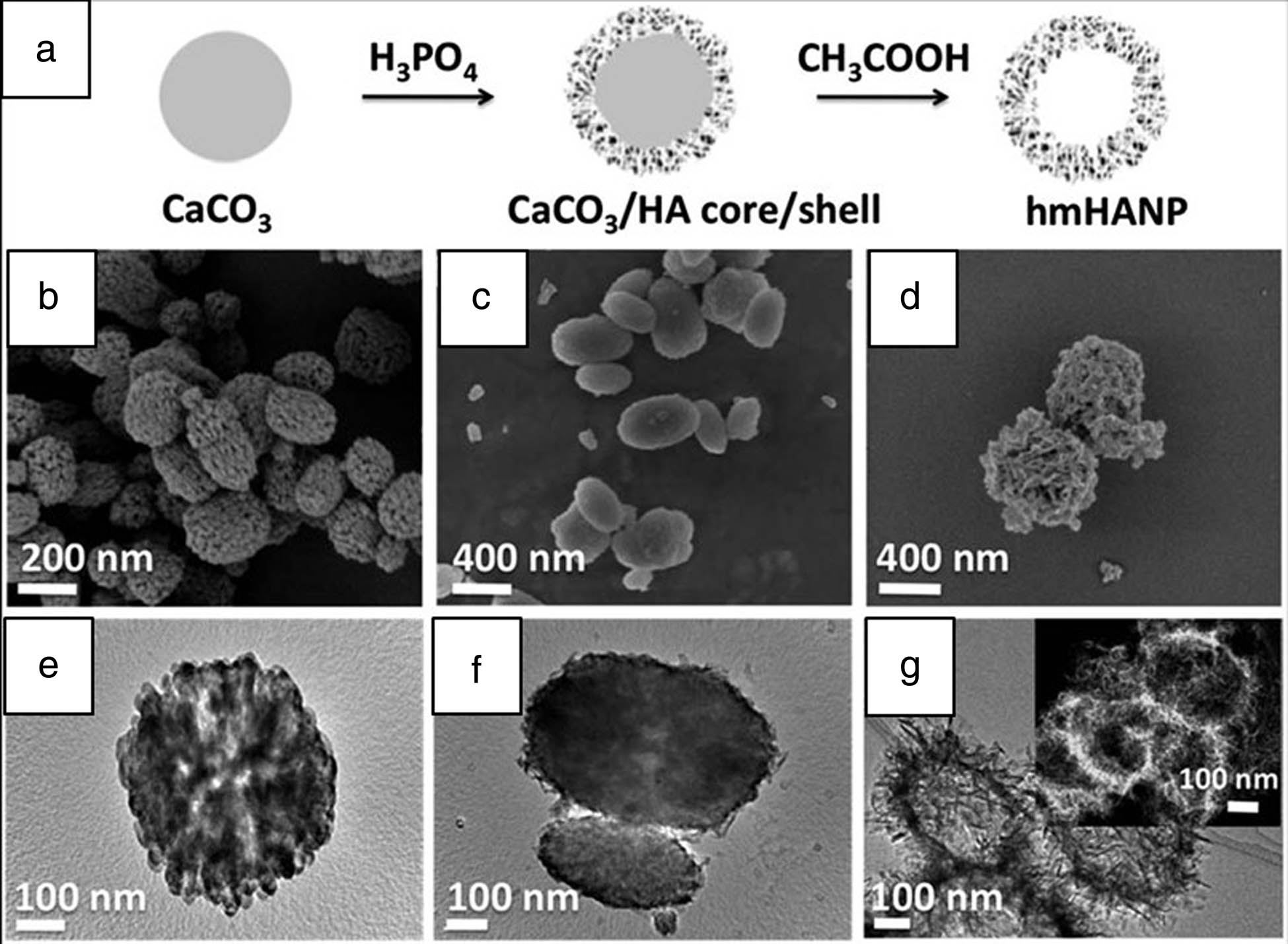 Figure 3 
                  (a) An illustration indicating the synthetic process of hmHANP. SEM images of (b) CaCO3 nanoparticles, (c) CaCO3/HA core/shell nanocomposites, (d) hmHANP; TEM images of (e) CaCO3 nanoparticles, (f) CaCO3/HA core/shell nanocomposites, (g) hmHANP (inset: dark-field STEM image) [50].
               