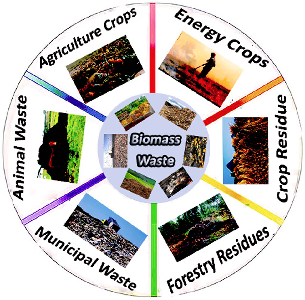 Figure 4 
               Schematic of biomass resources in nature.
            