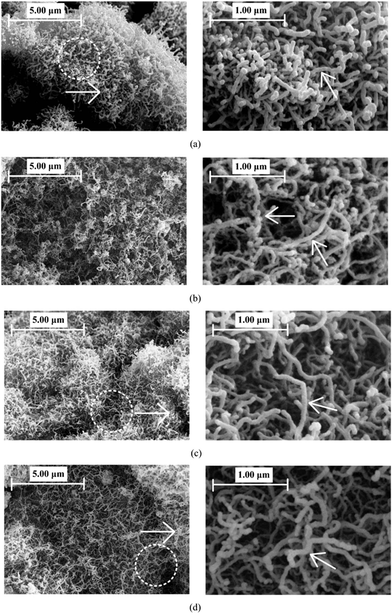 Figure 10 
                     SEM images of carbon products from various sources. Copied with permission from ref. [84]; Elsevier, 2018. (a) CNTs from CH4 decomposition process (P
                        CH4
                         = 0.2 atm), (b) CNTs from CO decomposition process (P
                        CO = 0.2 atm), (c) CNTs from CO/CH4 decomposition process (P
                        CO/P
                        CH4
                         = 0.5), and (d) CNTs from CO/CH4 decomposition process (P
                        CO/P
                        CH4
                         = 2).
                  