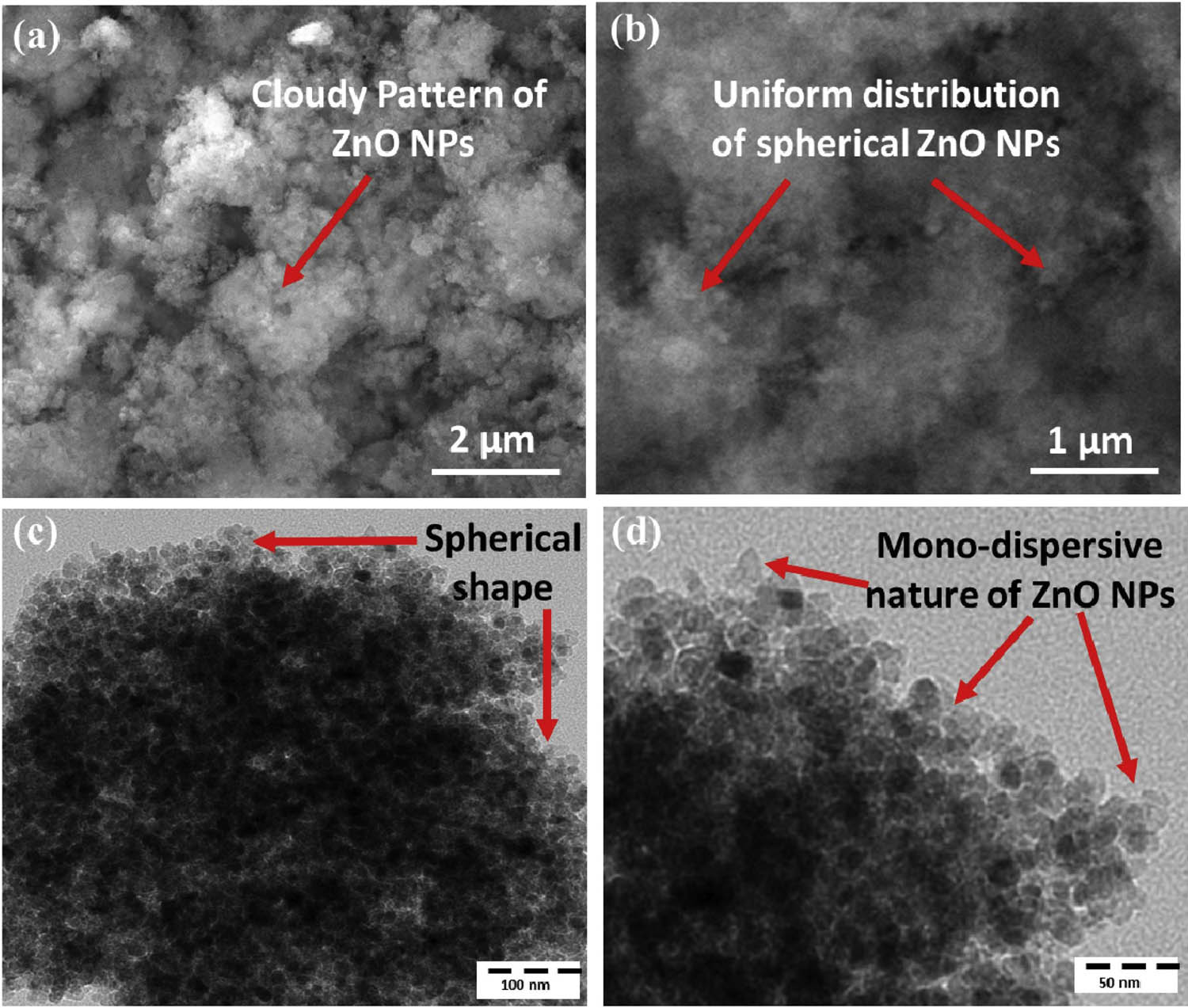 Figure 24 
                     SEM (a and b) and TEM (c and d) for ZnO-NPs at different magnifications. Copied with permission from ref. [275]; Elsevier, 2021.
                  