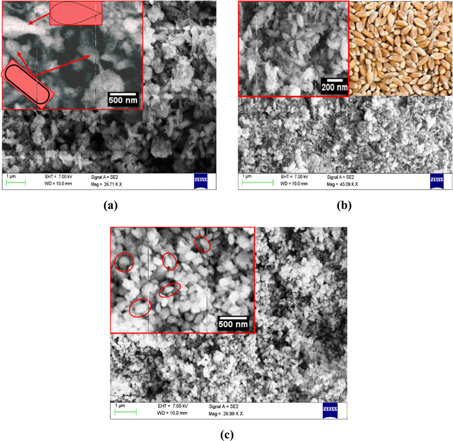 Figure 26 
                     SEM images of CuO NPs created from various copper acetate monohydrate concentrations. Copied with permission from ref. [299]; Elsevier, 2021. (a) [Cu(CH3COO)2·H2O] = 5 mmol kg−1 (b) [Cu(CH3COO)2·H2O] = 10 mmol kg−1 (c) [Cu(CH3COO)2·H2O] = 50 mmol kg−1.
                  