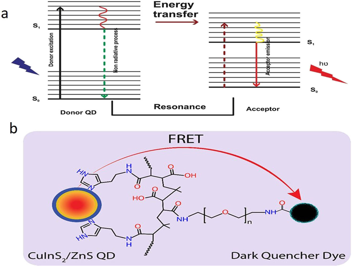 Figure 2 
               (a) Schematic diagram of energy transfer between a donor and an accepting chromophore; with permission from ref. [36]; Elsevier. (b) Schematic illustration of FRET process between functionalized CIS/ZnS QDs and IR Dye QC-1; with permission from ref. [45]; ACS.
            