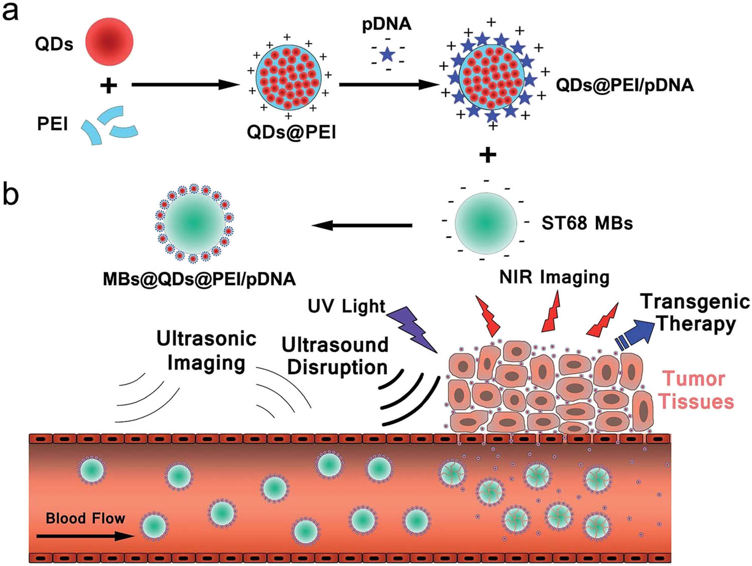 Figure 3 
                  Schematic diagram of: (a) MBs@QDs@PEI/pDNA formation, (b) NIR fluorescence and target delivery by ultrasound-targeted microbubble destruction; with permission from ref. [67]; Royal Society of Chemistry.
               