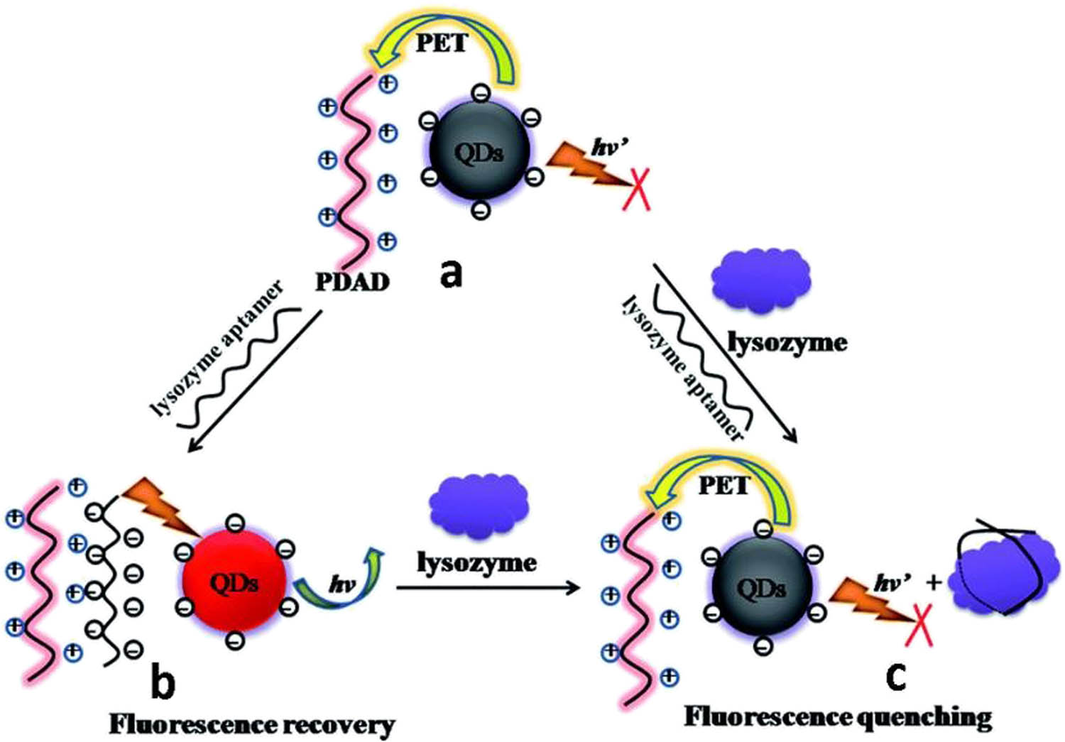 Figure 4 
                  Strategy for lysozyme sensing. (a) Coexistence of the MPA-capped CuInS2 QDs and cationic polyelectrolyte PDAD. (b) Electrostatic bonding of the lysozyme aptamer and PDAD. (c) Bonding of the lysozyme aptamer and lysozyme; with permission from ref. [86]; Royal Society of Chemistry.
               
