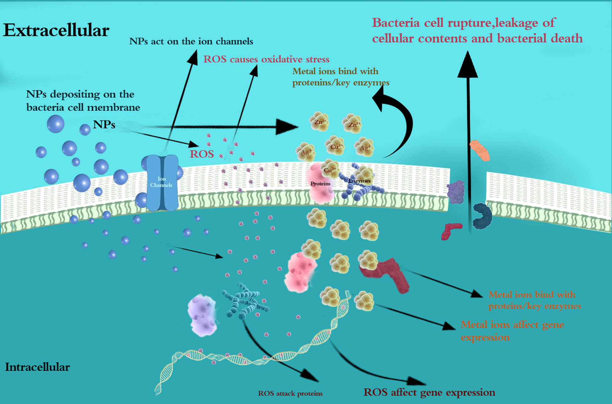Figure 1 
               Antibacterial mechanism of NPs applied in orthodontic materials.
            