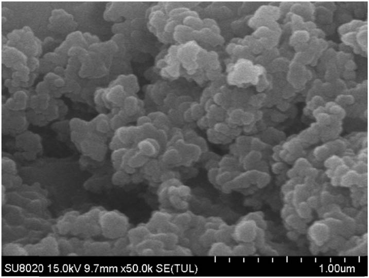 Figure 1
SEM image of NS particles precipitated by NS sol.