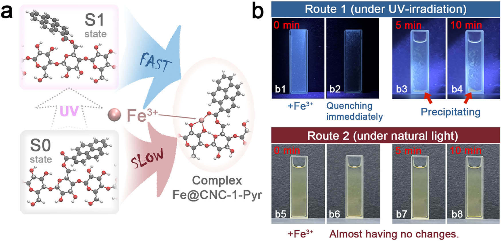Figure 5
Excited-state geometry relaxation of CNC-1-Pyr for capturing and detecting Fe3+: (a) reaction path for capturing Fe3+ and (b) digital photos of CNC-1-Pyr solution mixing with Fe3+ solution under (b1–b4) UV light and (b5–b8) natural light.