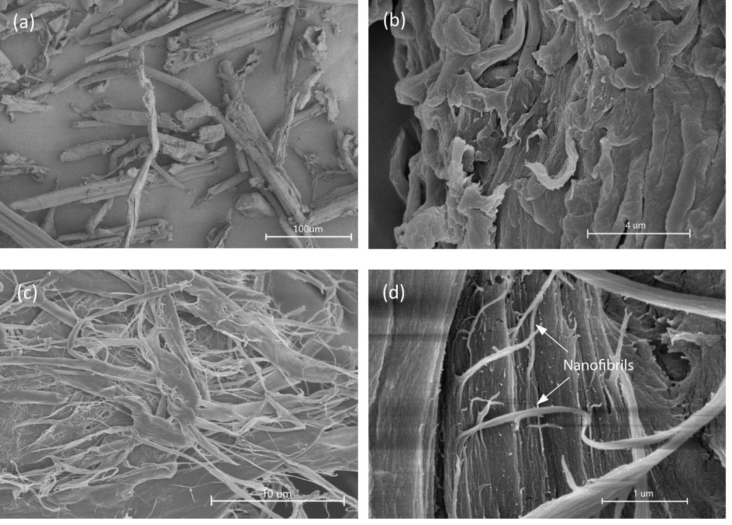 Figure 1 
                  SEM images of (a) raw MCC; (b) swelled MCC; (c) NFC; (d) nanofibrils on NFC.
               