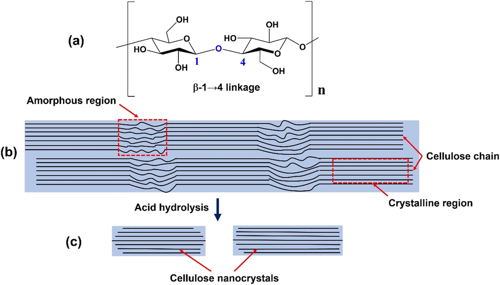 Figure 1 
                  Schematics of (a) repeating unit of cellulose chain with the directionality of the 1 → 4 linkage, (b) idealized cellulose microfibril with one of the suggested configurations of the crystalline and amorphous regions, and (c) cellulose nanocrystals after acid hydrolysis dissolved the disordered regions.
               