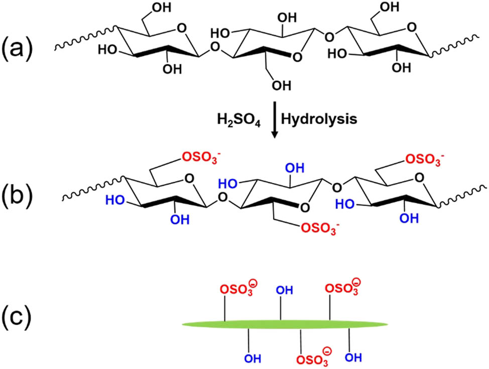 Figure 2 
                  (a) Chemical structure of unmodified cellulose; (b) chemical structure of sulfated cellulose; (c) scheme of rod-shaped sulfated cellulose nanocrystals with hydroxyl and negatively charged sulfate groups on the surface.
               