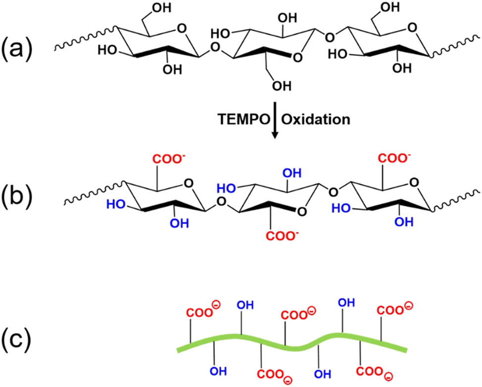 Figure 3 
                  (a) Chemical structure of unmodified cellulose; (b) chemical structure of carboxylated cellulose; (c) scheme of carboxylated CNFs with different groups including hydroxyl and negatively charged carboxylated groups on the surface.
               