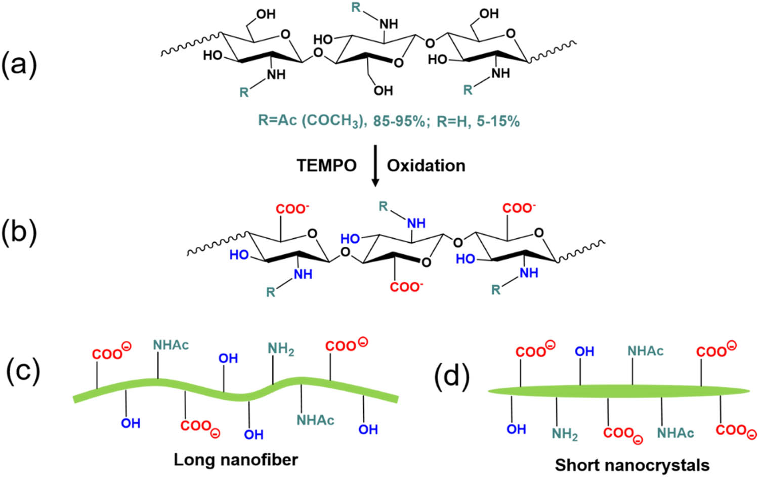 Figure 5 
                  (a) Chemical structure of unmodified chitin; (b) chemical structure of carboxylated chitin; (c) scheme of carboxylated chitin nanofibers with a low degree of oxidation; (d) scheme of carboxylated chitin nanocrystals with a high degree of oxidation.
               