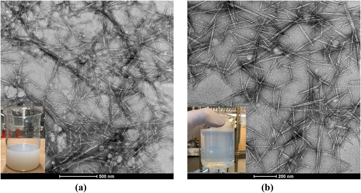 Figure 6 
                  (a) TEMPO-oxidized chitin nanofibers (3 mmol NaClO/g chitin); (b) TEMPO-oxidized chitin nanocrystals (9.5 mmol NaClO/g chitin).
               